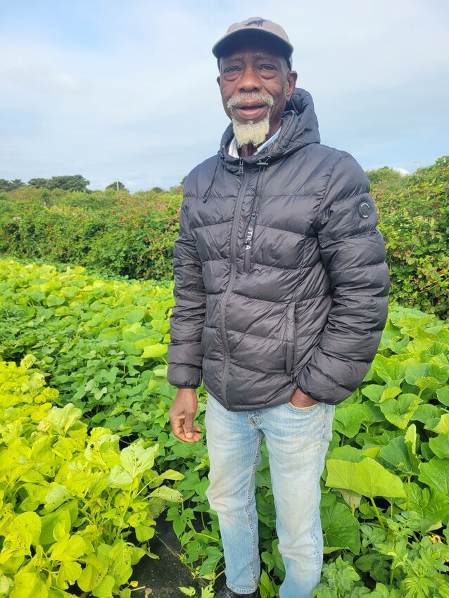 Abednego &ldquo;TT&rdquo; S&eacute;maha among the rows of callaloo he&rsquo;s growing at Sustainable Nantucket&rsquo;s Community Farm Institute on Hummock Pond Road last week.