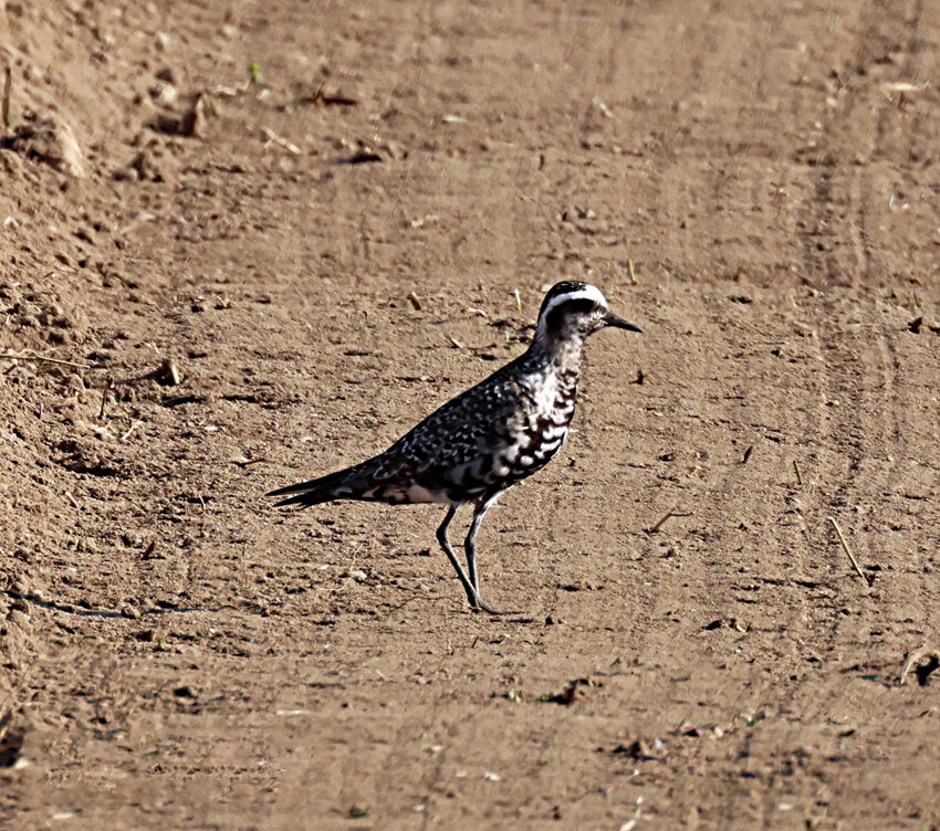 Over a dozen America Golden-Plovers like this one were spotted Friday at Bartlett&rsquo;s Farm.