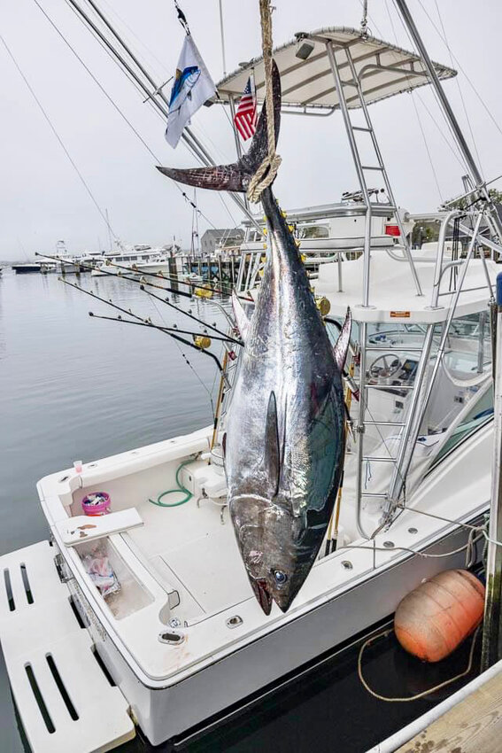 This 106-pound bluefin tuna was landed by Fatal Attraction, captained by George Bassett, in the annual Bluefin Blast fishing tournament.