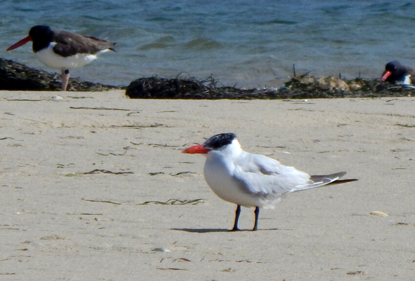 Three Caspian Terns like this one were seen together at Smith&rsquo;s Point on Saturday.