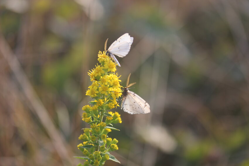 Cingilia catenaria moths flock to goldenrod in the early fall.