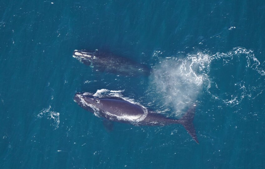 Right whale female Fission (Catalog with an unnamed juvenile male whale during an aerial survey over southern New England waters in March 2023.
