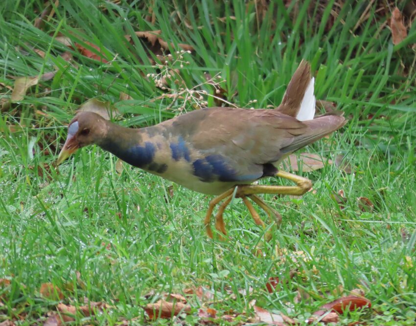 This young Purple Gallinule was a surprise visitor in a Madaket yard last week.