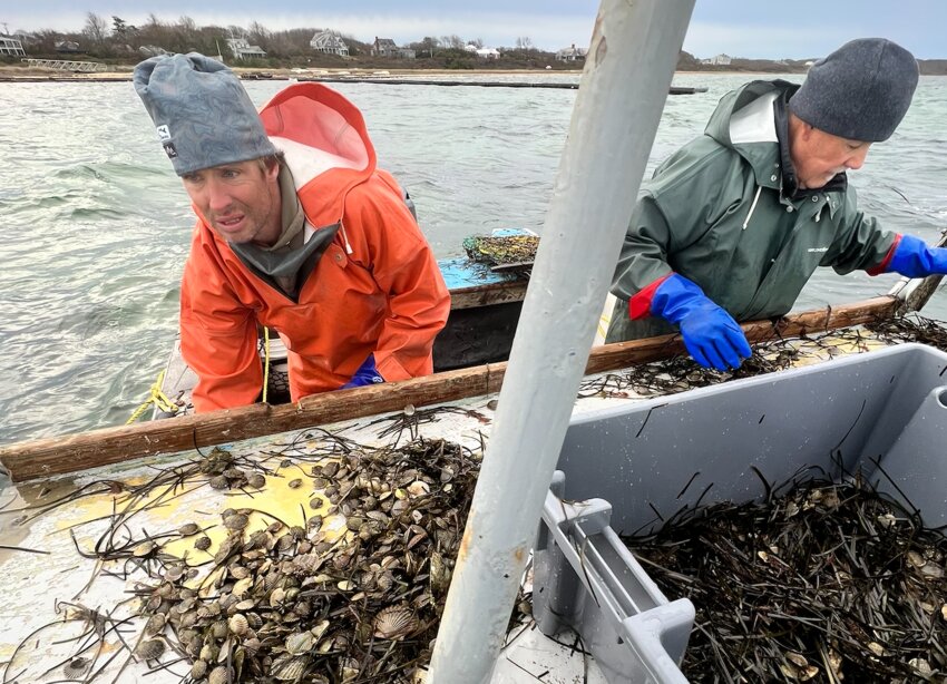 Fishermen helped move more than 1.5 million scallop seed into deeper water Friday to prevent them from washing ashore.