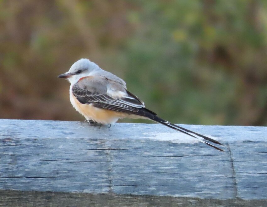 This Scissor-tailed Flycatcher, another visitor from western states, delighted observers in Madaket this week.