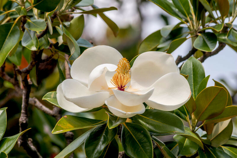 Southern magnolia