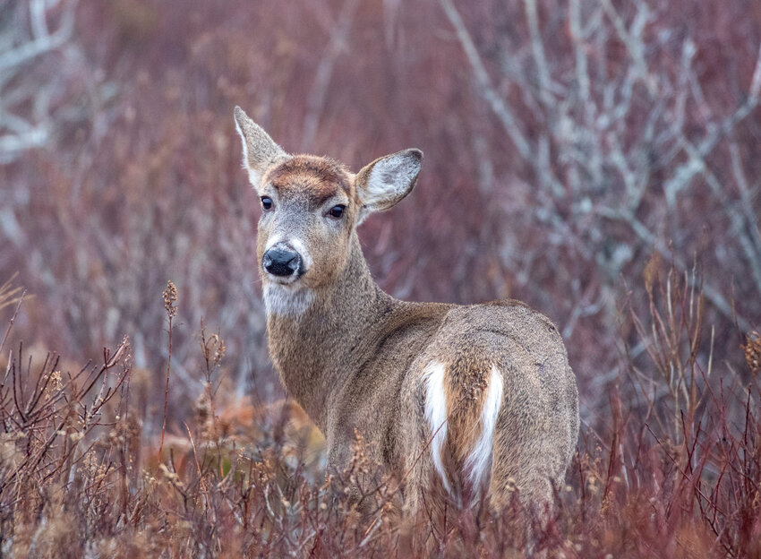 Nantucket&rsquo;s deer population has been estimated at approximately 2,000-3,000, or 50 per square mile.
