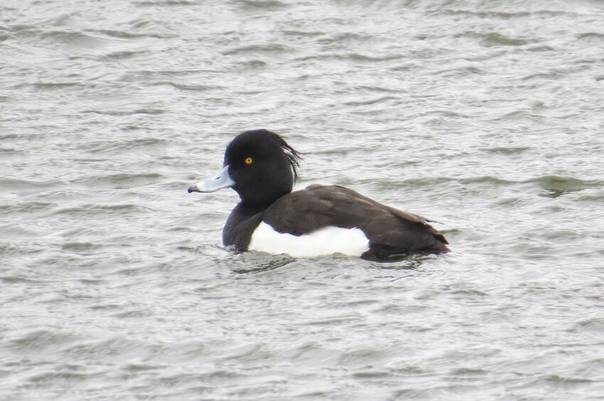 A Tufted Duck like this one delighted observers at Long Pond this week.