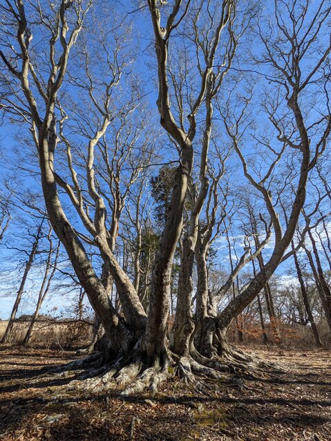 This sprawling beech tree near Almanac Pond is one of the most iconic trees on the island.