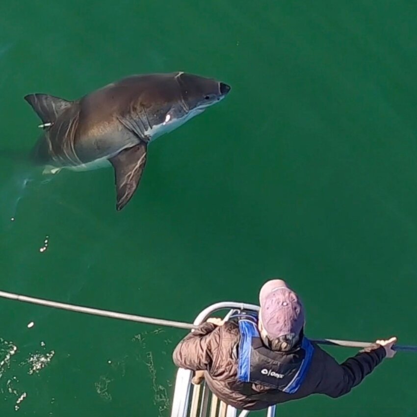 Tagging white sharks off Cape Cod.