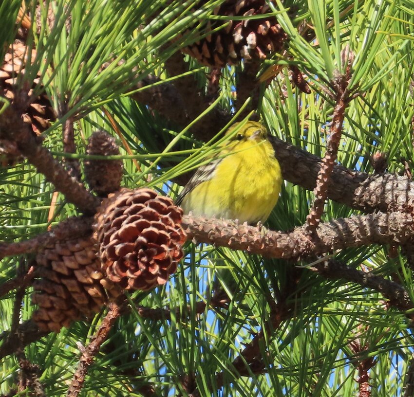 A Pine Warbler soaked up some sun in Head of the Plains Monday.