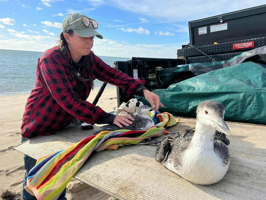 Rain Harbison of the newly-formed Nantucket Animal Rescue assists a red-throated loon and a common loon entangled in fishing line at Smith&rsquo;s Point.