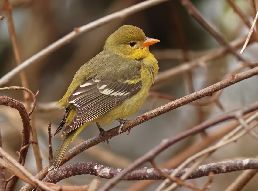 This Western Tanager was a surprise for the christmas bird count this year.