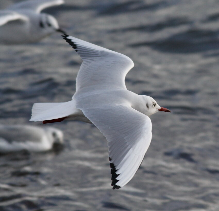 A Black-headed Gull like this one in winter plumage was a good find this week.