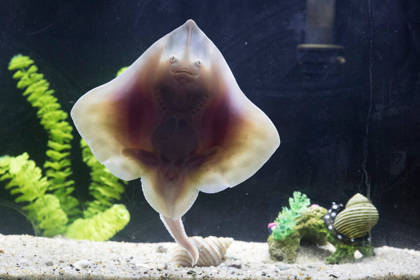 Residents of the Maria Mitchell Aquarium like this skate will be moving from its current location to a new space just down Washington Street this spring.