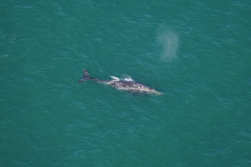 This gray whale, extinct in the Atlantic Ocean for 200 years, was spotted 30 miles south of Nantucket last week.