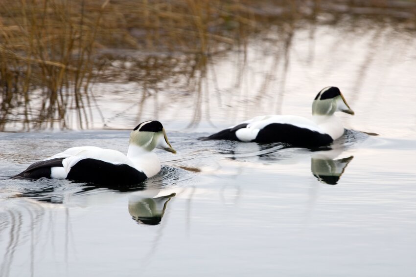 Common Eiders like these are a common presence on-island during the winter months.