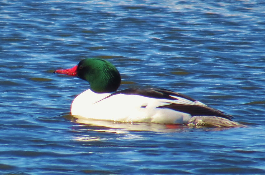 More than 20 Common Mergansers like this one were spotted on Hummock Pond Saturday.