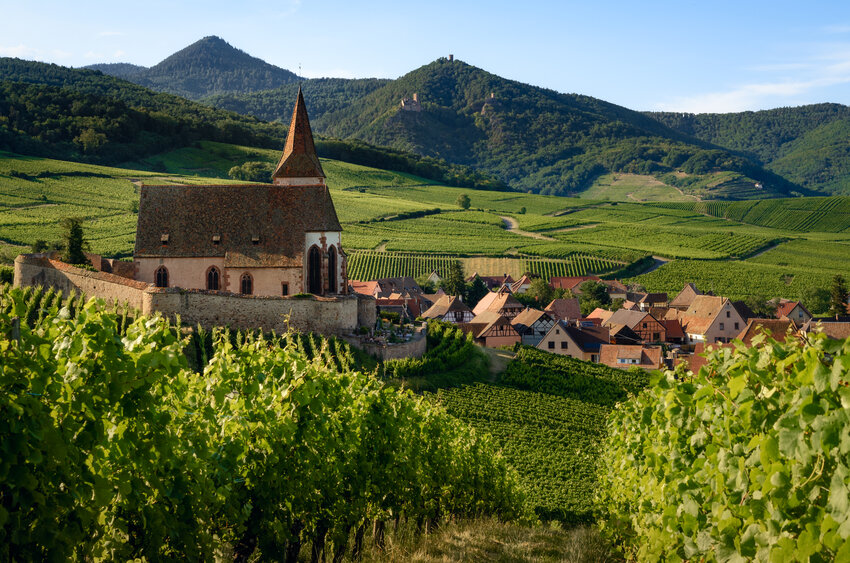 Ribeauville Vineyards in the village of Hunawihr, Alsace, France.