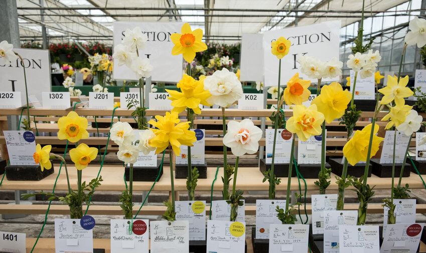 A sampling of entries from last year&rsquo;s Nantucket Community Daffodil Flower Show. The 48th annual show will be held Saturday and Sunday, April 27 and 28, at Bartlett&rsquo;s Ocean View Farm. The entire Nantucket community is invited to enter the arrangement, horticulture and photography sections of the show.