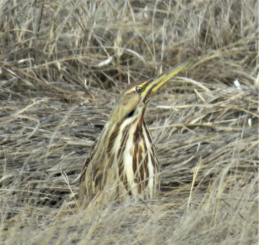 An American Bittern like this one delighted birders at Capaum Pond Sunday.