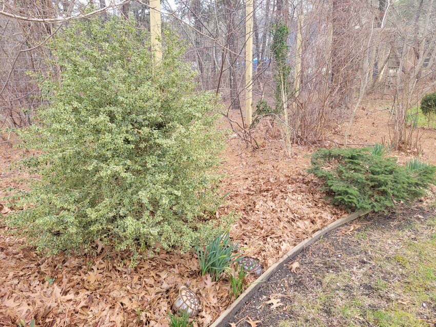 Oak leaf and pine needle mulch in a shady shrub border.