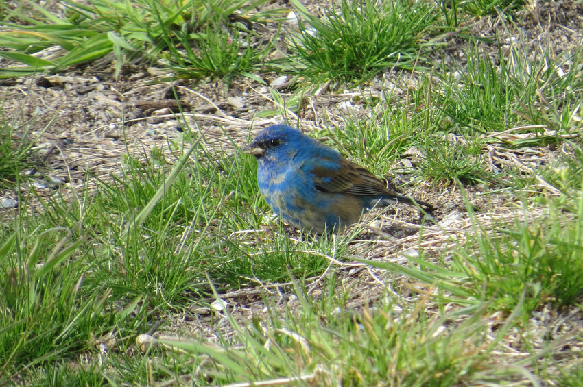 Indigo Buntings like this one began showing up last weekend, with as many as three sightings Sunday.