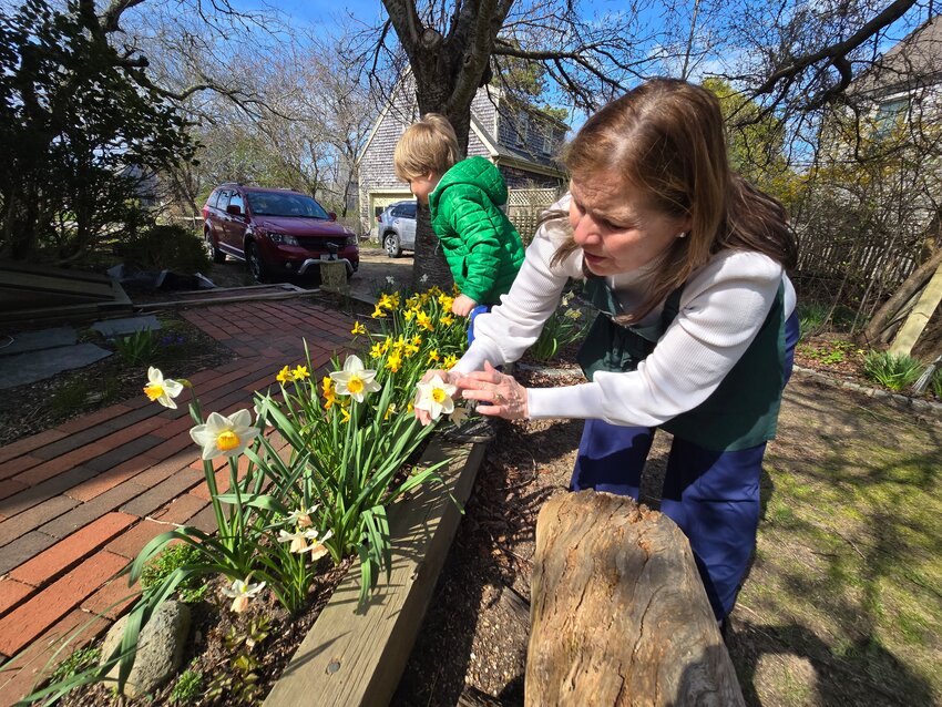 Ann Maury and her grandson Michael look for flower-show-rady daffodils at Maury's home last week.