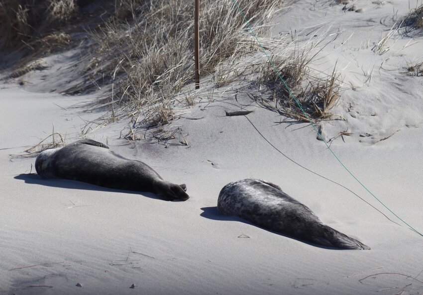 A pair of seals soak up the sun at Smith's Point recently, just feet from high-tensile twine used to fence off the area from people to protect nesting birds.