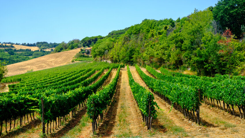 The vineyards of Montepulciano d&rsquo;Abruzzo, where the Montepulciano grape varietal is cultivated.