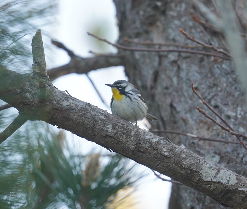 This Yellow-throated Warbler was a great find in Madaket last week.