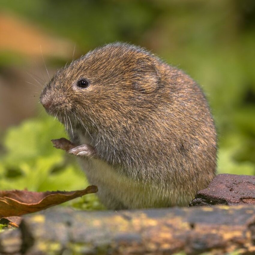 The vole is slightly larger than the mouse, but has a shorter tail and lives exclusively outdoors.