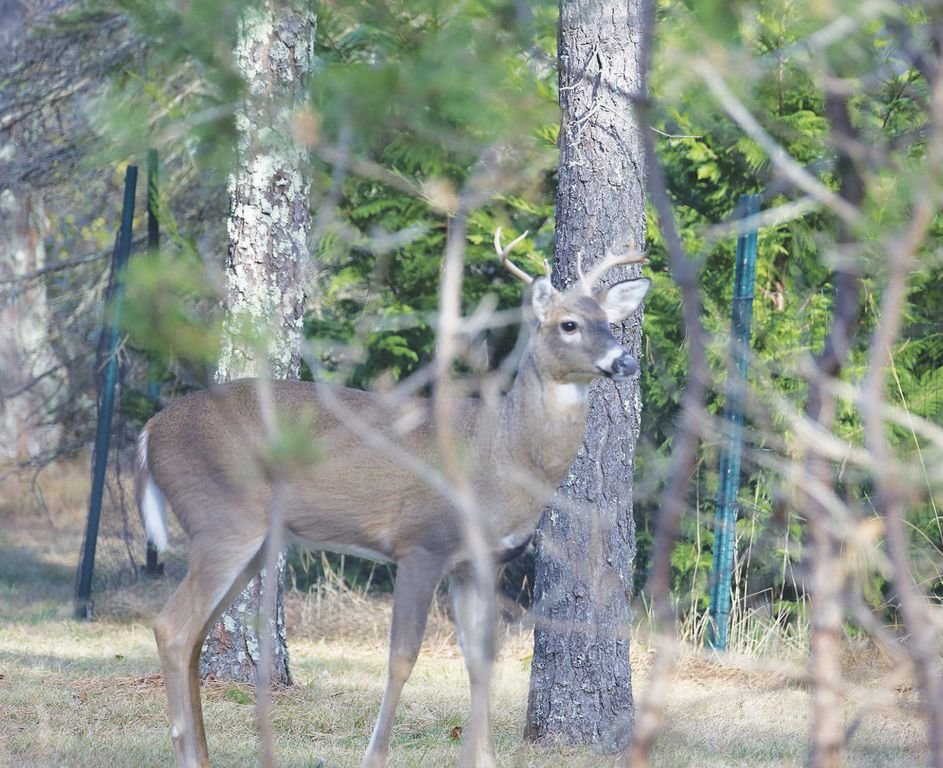 A buck seen through tree branches off Barrett Farm Road Friday. Shotgun deer-hunting season opens Monday.