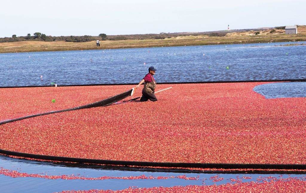 The Nantucket cranberry harvest