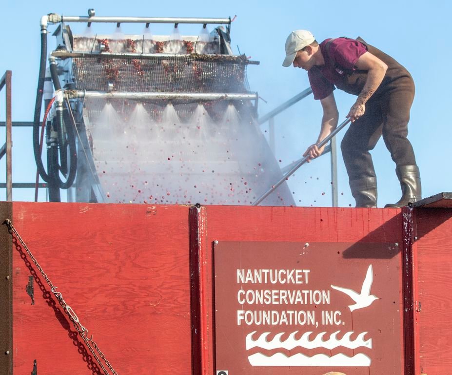 Nick Larrabee during the Nantucket Conservation Foundation's most recent cranberry harvest at the Milestone bog.