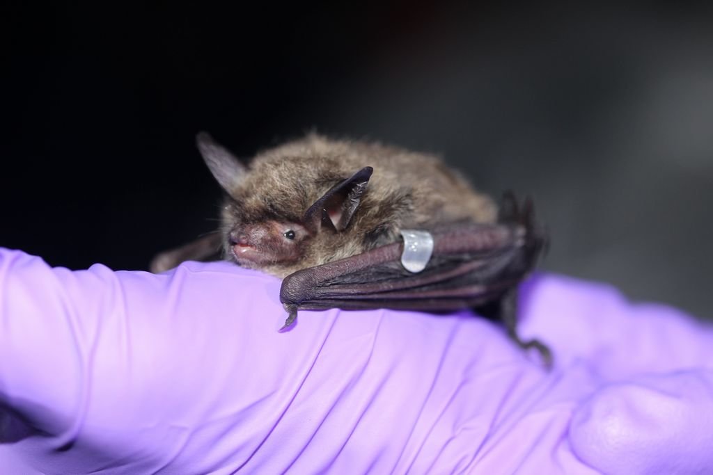 Northern long-eared bats across the region are succumbing to a fungal disease called white-nose syndrome, but not on Nantucket. Research is underway to not only determine why, but learn more about the island's bats.