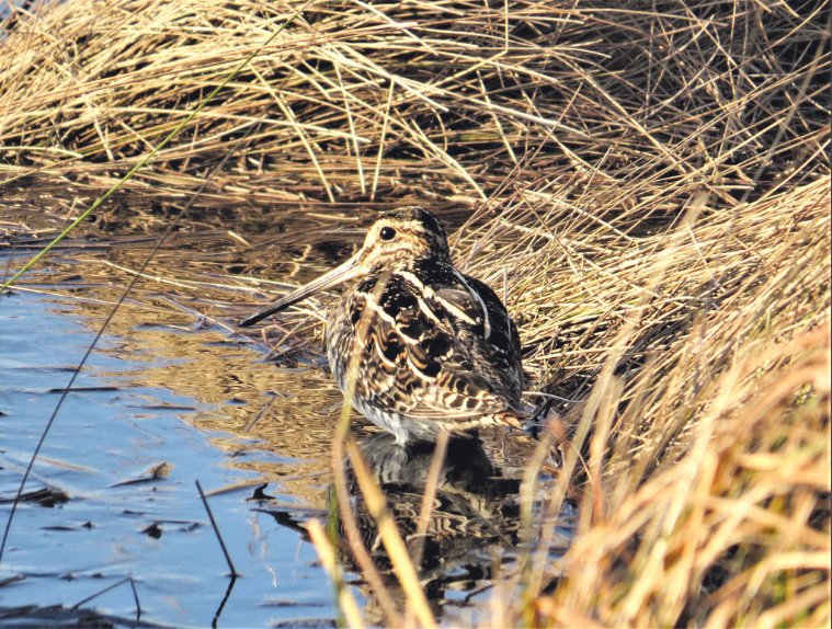 Two Wilson's Snipe like this one spotted a few years ago were seen foraging at First Bridge near Madaket on Sunday.