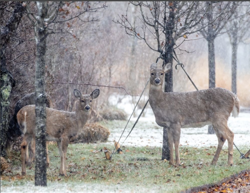 Snow collects on the backs of deer in a Surfside driveway last week.