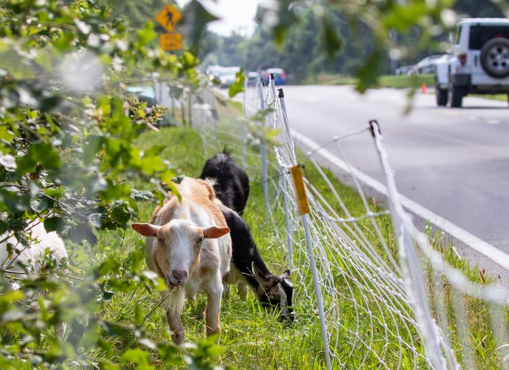 The town recently hired Katie Cook's goatscaping service to trim the foliage along Polpis Road where the animals are eating the poison ivy, scrub oak and everything else, inside an electric fence.