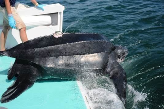 Courtesy of New England Aquarium Maeby, a tagged 700-pound leatherback sea turtle, is released off the back of a lobster boat in Nantucket Sound in the summer of 2012. Last week, Maeby &#8211; named after a fictional character in the TV show, &quot;Arrested Development&quot; &#8211; became the first New England leatherback known to have nested in Puerto Rico. I&amp;M Photo Galleries