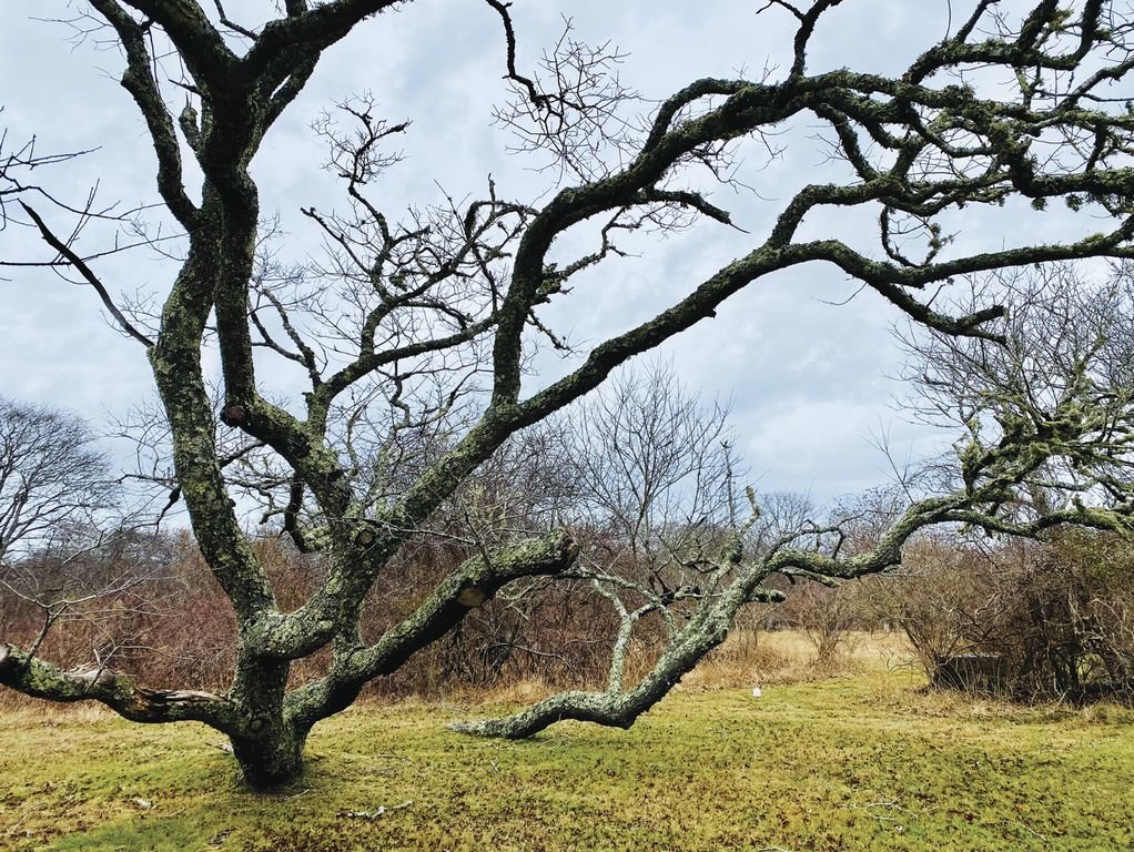 A stand of wild black cherry trees on the Polpis Road property recently purchased by the Nantucket Land Bank for $1.5 million.