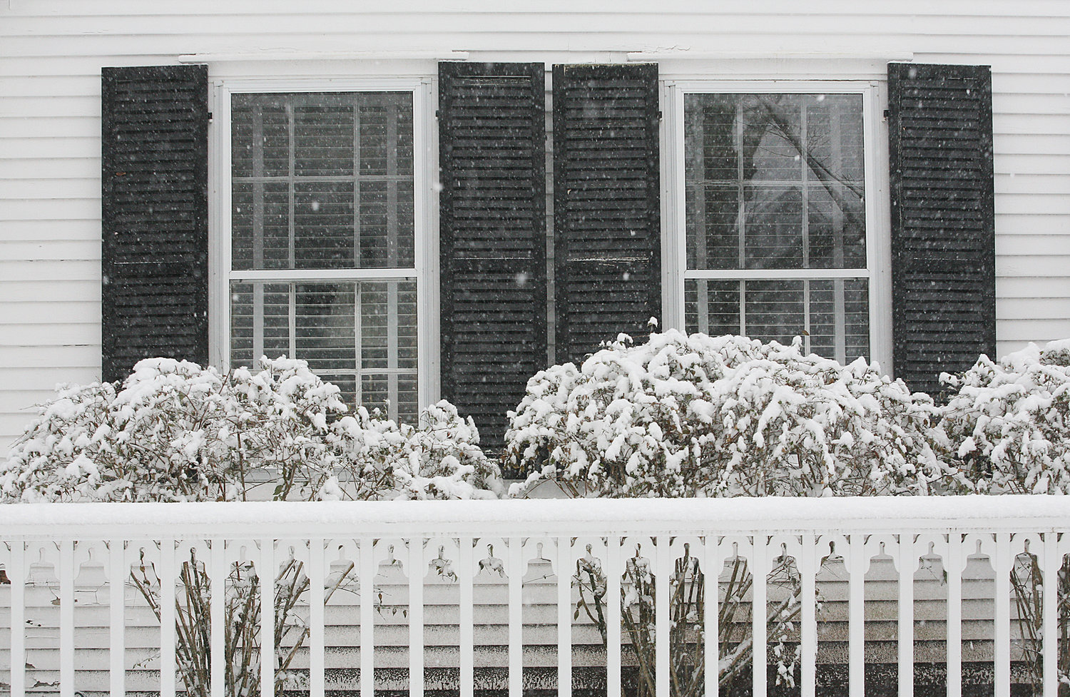 Snow coats bushes at a home on Main Street.