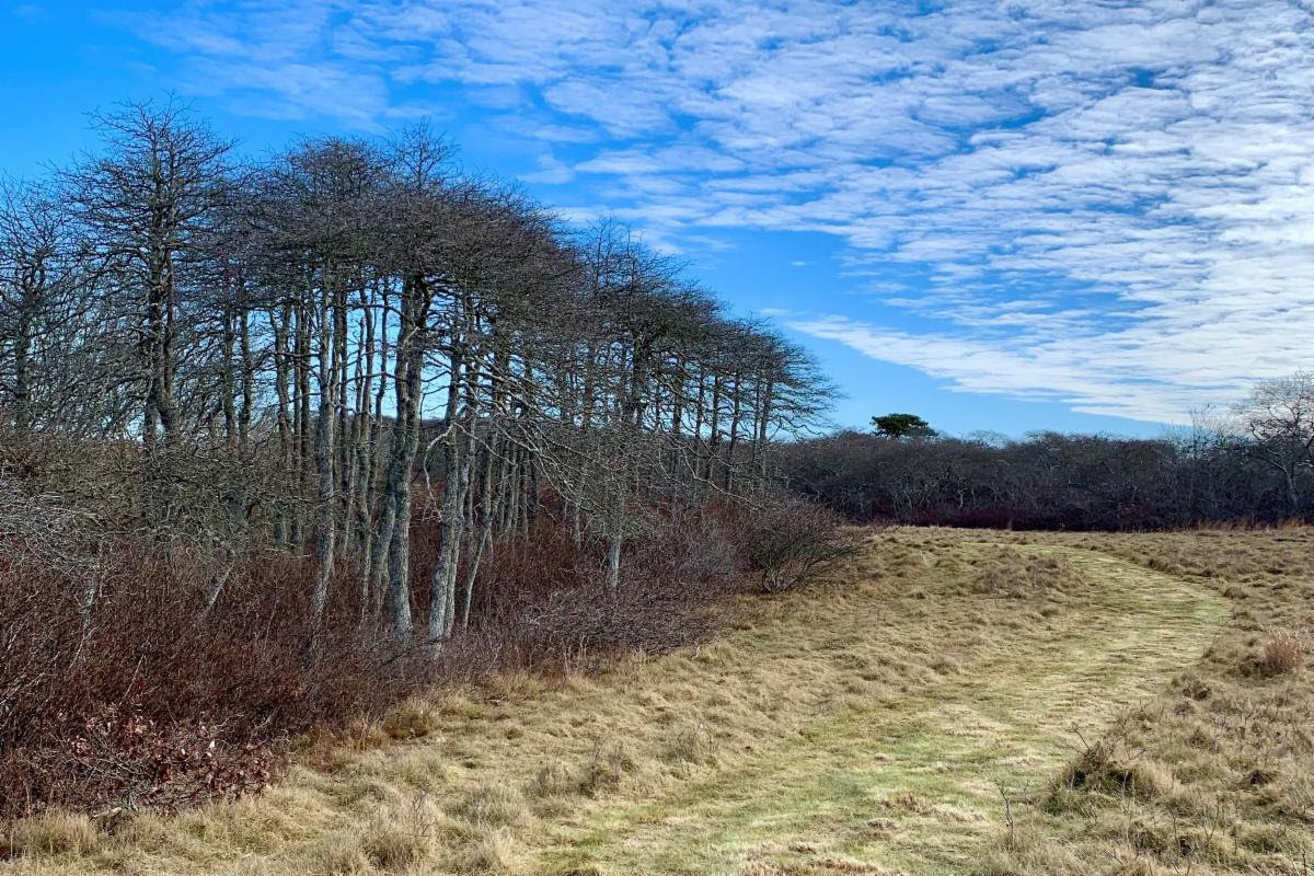 The Nantucket Land Bank has opened a new trail through its Beechwood Farm property in the middle moors.