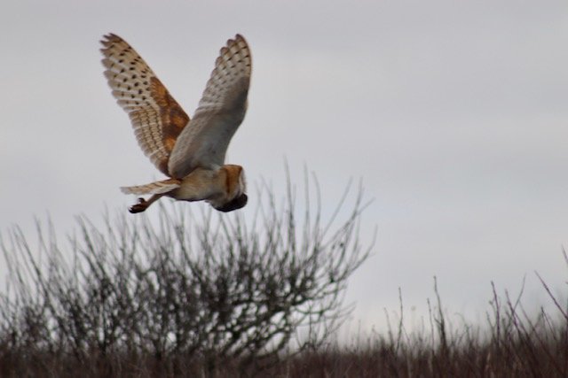 A barn owl in flight over Tom Nevers.