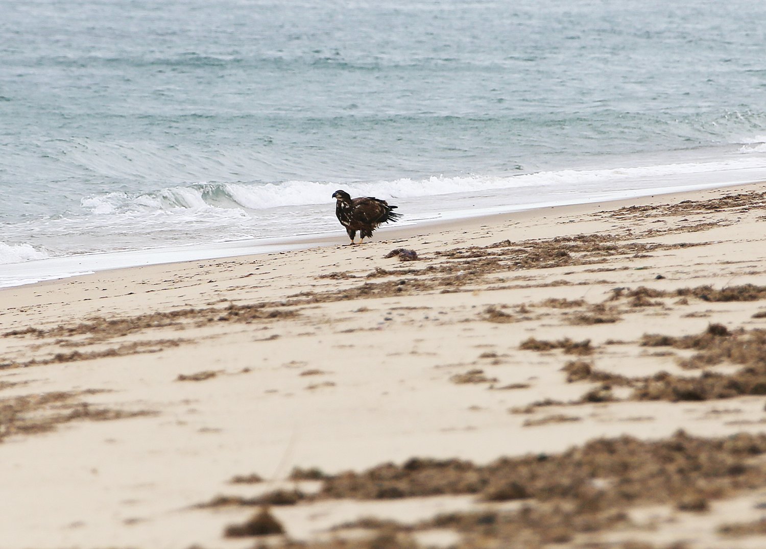 This immature Bald Eagle was seen by three birders this week, and photographed at the water’s edge on Sconset Beach.