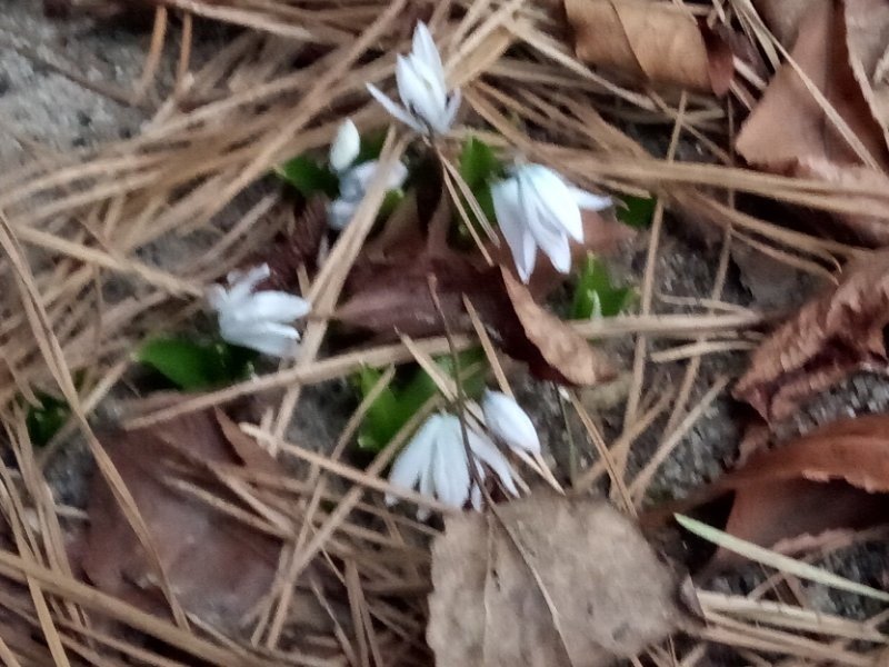 Snowdrops seek the sun earlier this month.