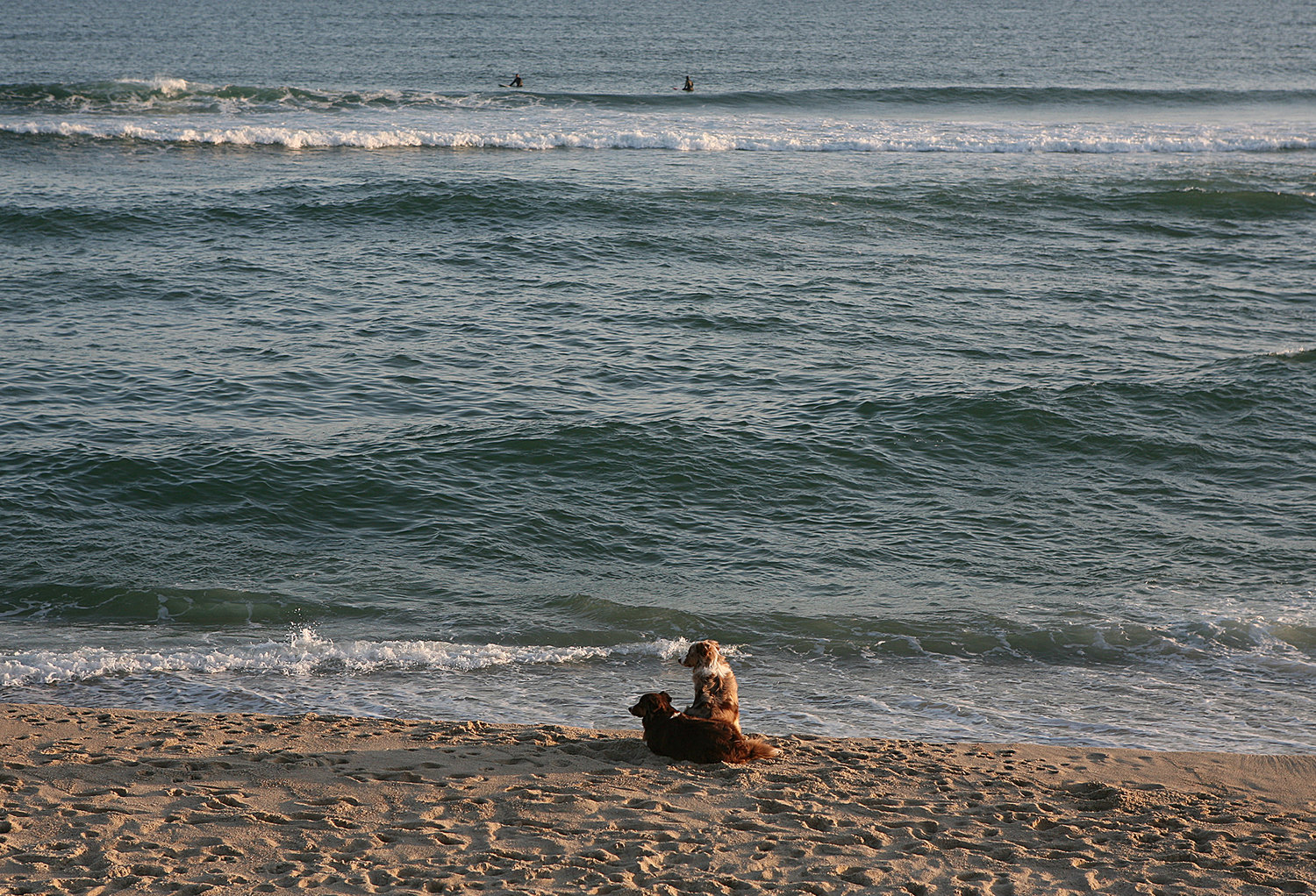 As Matt Hill and Leah Hill, of Nantucket, wait to catch a wave, their dogs, Chilli and Reef, watch patiently from the beach at Cisco Beach on Monday.