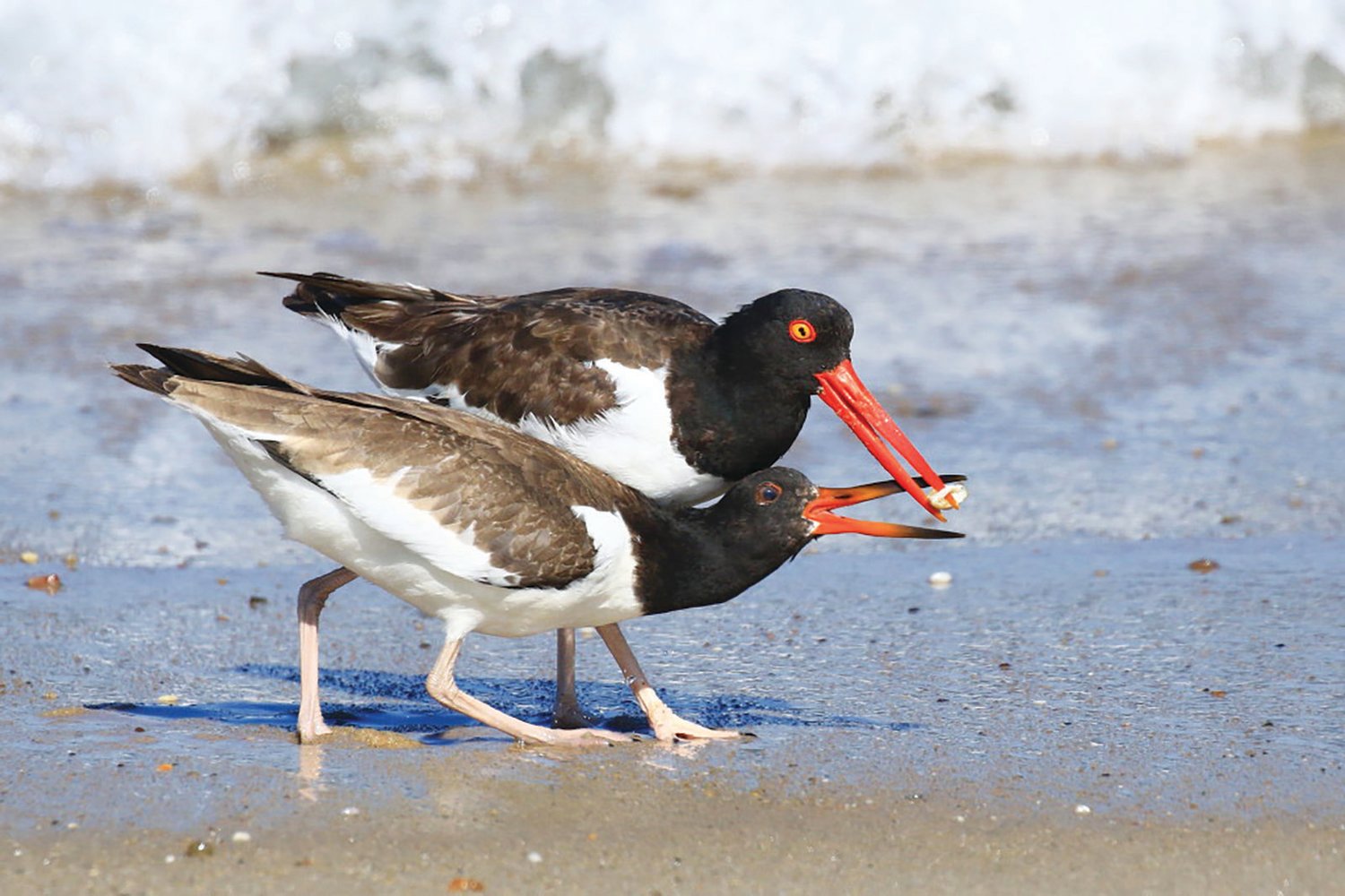 An adult American Oystercatcher feeds one of its young.