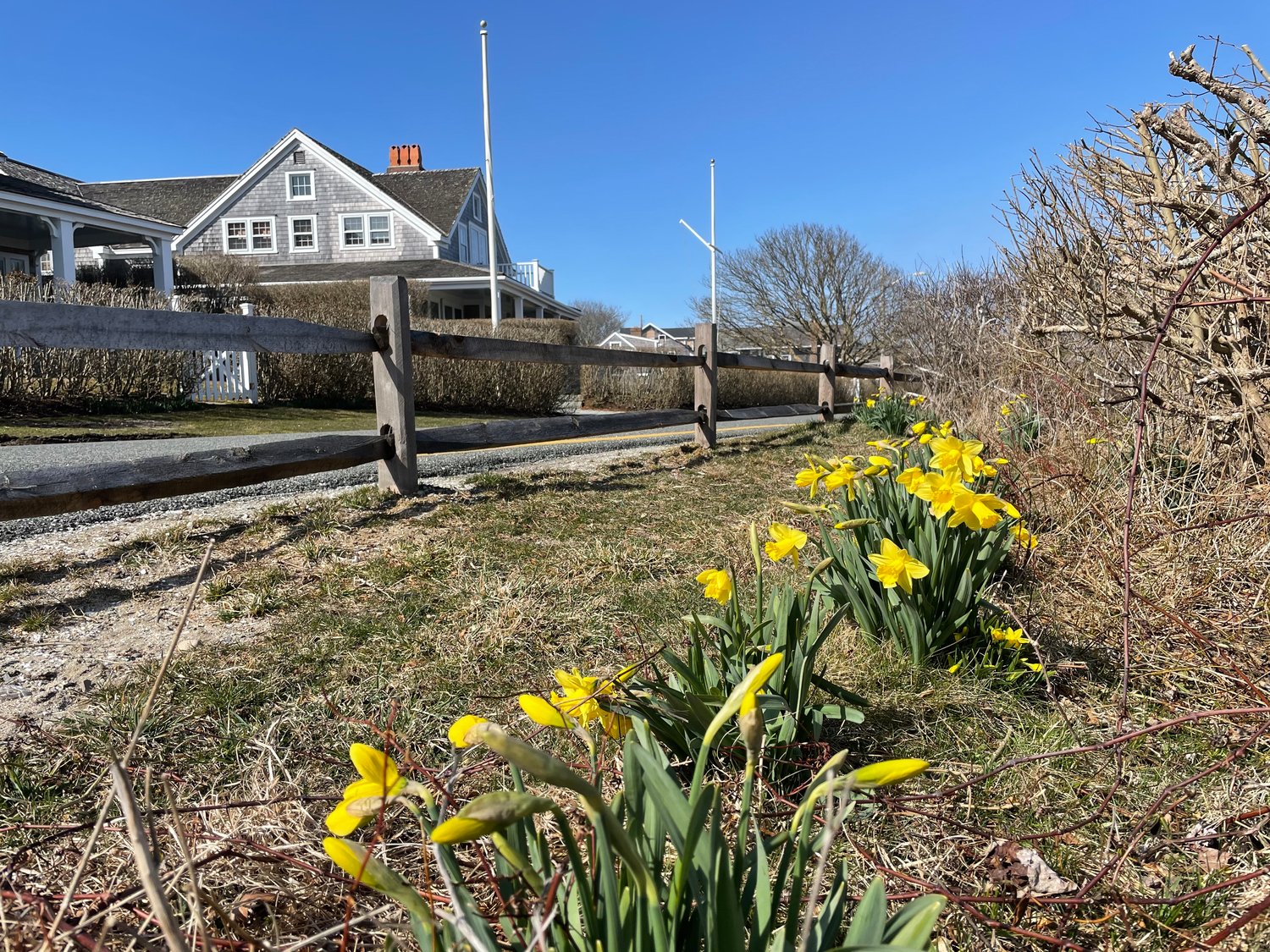 Daffodils in bloom in Sconset.