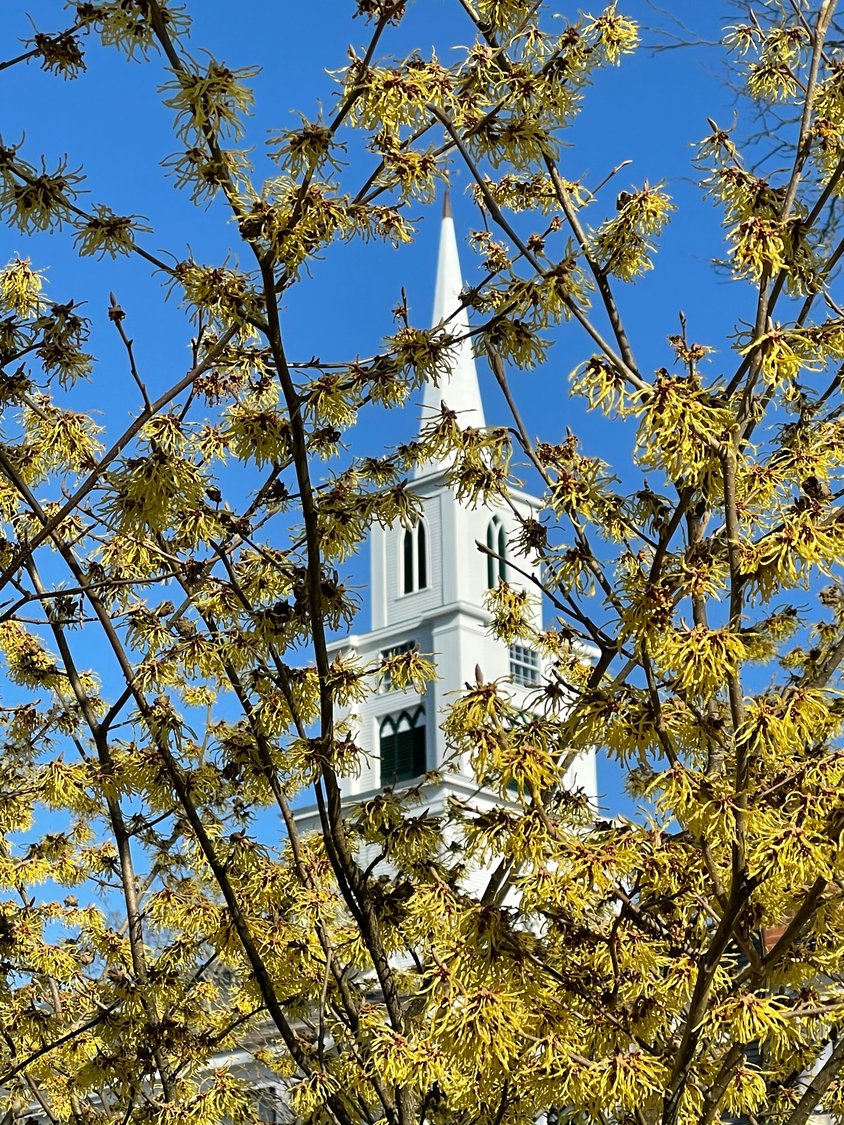 A view of the Congregational Church steeple through flowering trees March 27.